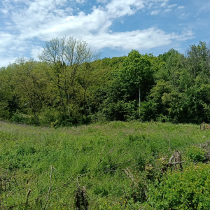 intravilan Tiparesti, relaxare aproape de padure