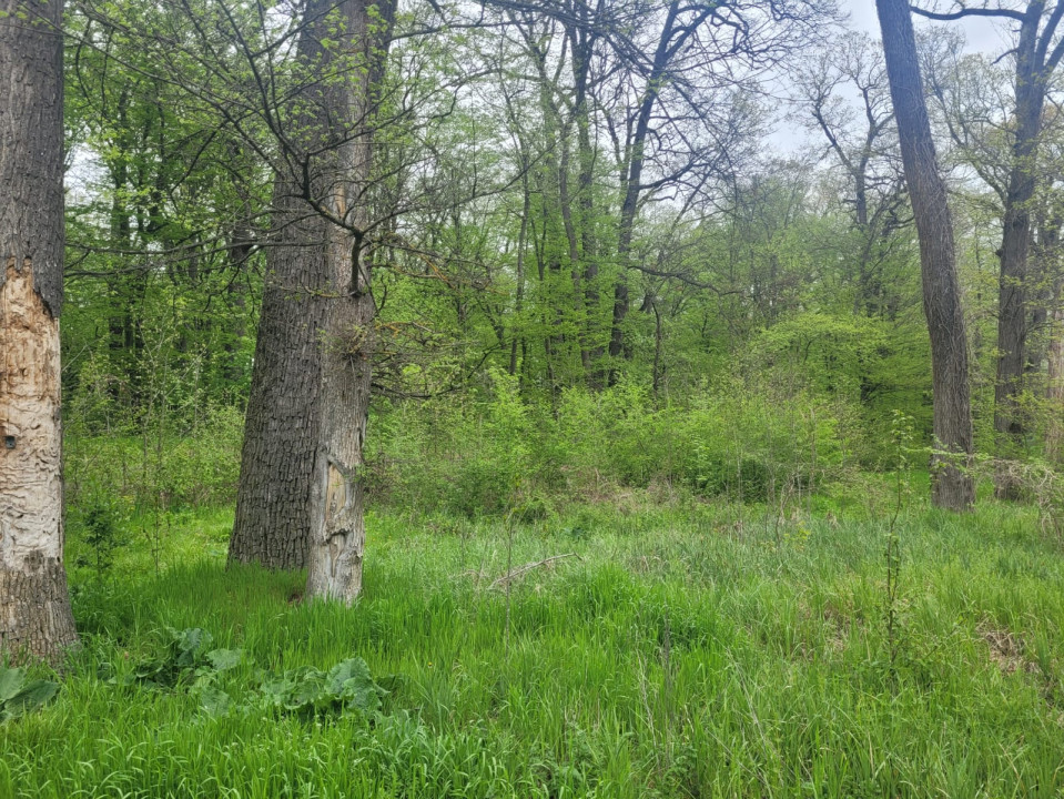 SUPER  OCAZIE TEREN 4000MP DE VANZARE IN SNAGOV CU DESCHIDERE LA LACUL SNAGOV