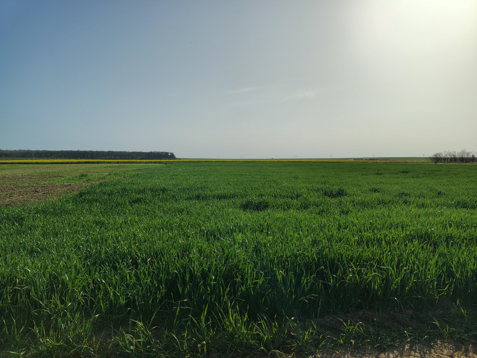 Teren investitie Cernica, Posta