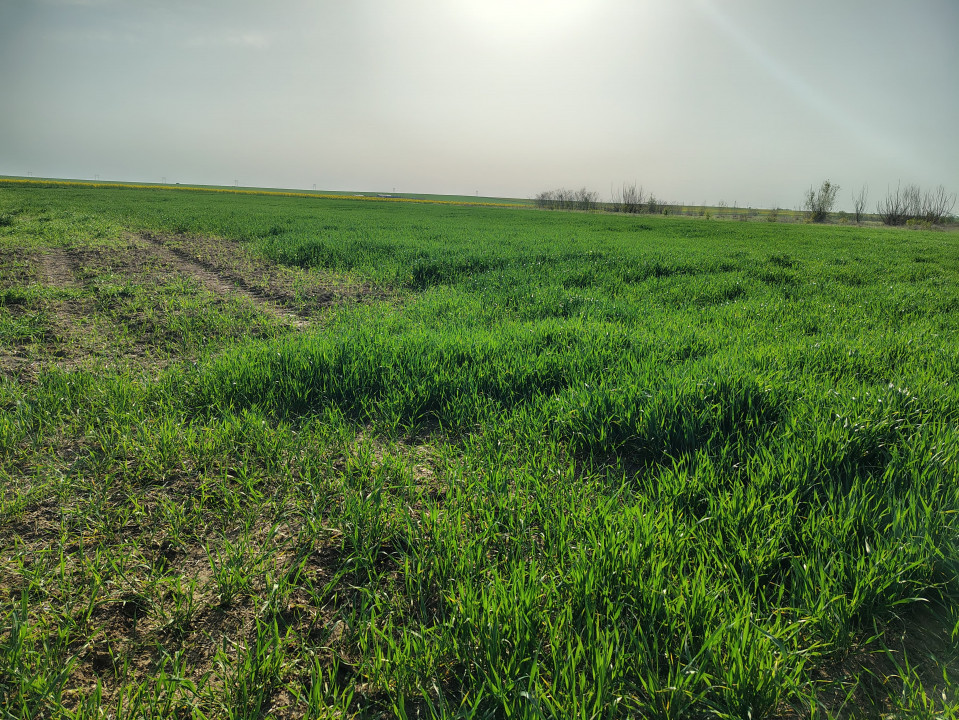 Teren investitie Cernica, Posta